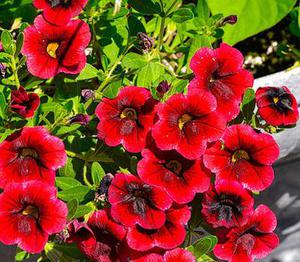 春到巴南：五洲园春季红枫大赏绚丽开启