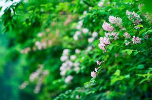 黔西南州兴仁市巴铃种植千亩万寿菊