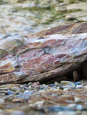 芜湖发现超40岁野生扬子鳄