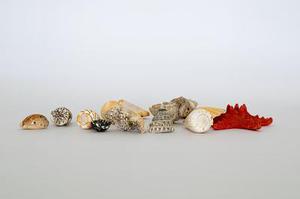 石榴皮鞣质的长期毒性研究