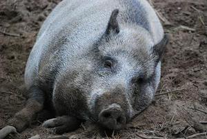 不同温度下嗅觉可视化技术区分猪肉中主要致腐菌
