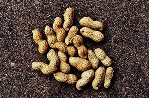 叶面喷施锰肥对甘薯产量和品质的影响
