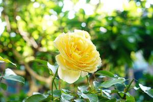 福州花卉温室——福建实用的花卉大棚