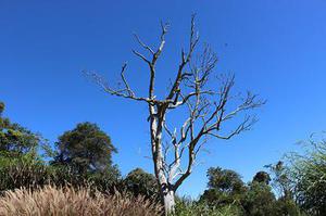 不同径级马占相思（Acaciamangium）整树蒸腾的湿、干季变化