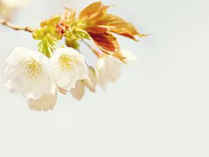 黔西南州兴仁市巴铃种植千亩万寿菊