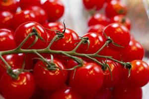 多个番茄果实样品脂肪酸含量及组成比较分析