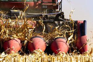 玉米制种自交率高的原因及对策