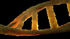 DNA双链断裂修复基因NBS1多态性与肺癌易感性的关联研究