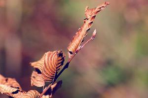 昆仑雪菊的种植与养殖方法 昆仑雪菊怎么养 昆仑雪菊图片