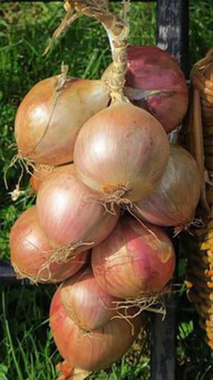 鲜切芋艿冷藏期间生理及品质变化