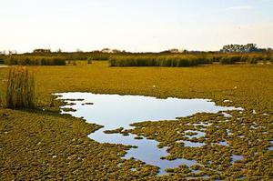 德玛西亚--河北藕池专用膜就是丰源土工