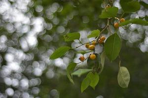 竹刨花防腐处理对酚醛树脂固化的影响