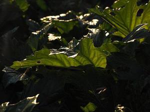 凤冈富硒富锌茶园土壤中的锌及其形态分析