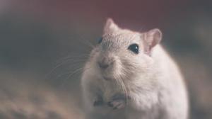 四氟硼酸化1烷基―3甲基咪唑离子液体对小鼠的急性经口毒性
