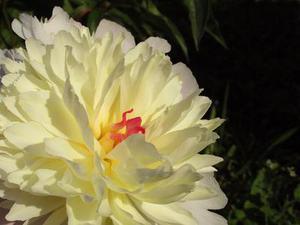 福州花卉温室——福建实用的花卉大棚