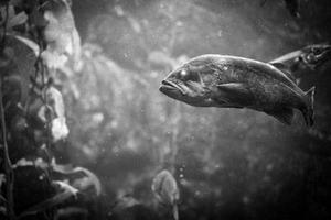 钦州港红树林鱼类群落时间变化格局及其与潮差等环境因子关系