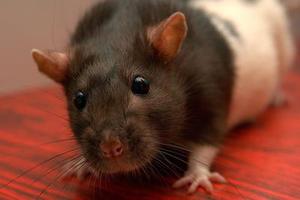 慢性铝中毒对大鼠海马CA3区ChAT阳性神经元的影响