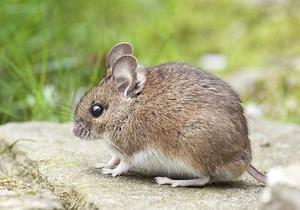 防风对大鼠和小鼠胃肠运动的抑制作用及机制研究