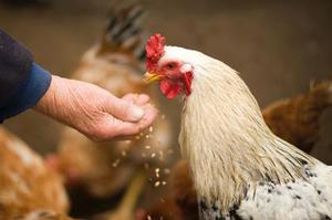 垦区25吨鸡产品出口俄罗斯