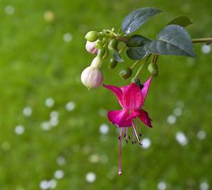 春到巴南：五洲园春季红枫大赏绚丽开启
