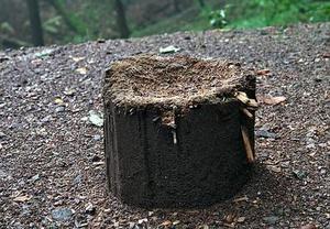 阻断“石头树”的营养