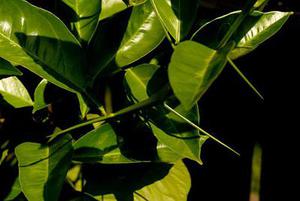 桂林唇柱苣苔的组织培养和快速繁殖