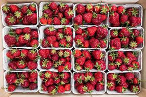 天野草莓