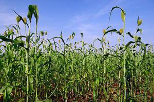 氮磷钾配施对甘草育苗质量的影响