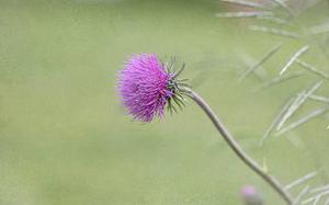 樱子花落