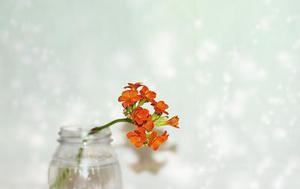 玉瓷花香
