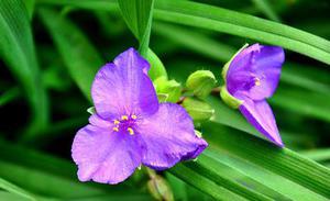 紫枫兰蝶
